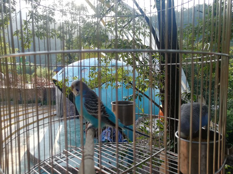 洛阳栾川竹海野生动物园值得去吗,洛阳栾川竹海野生动物园都有什么