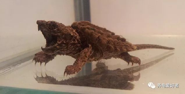怎么把大鳄龟的背甲养好看,大鳄龟可以和甲鱼苗一起养吗