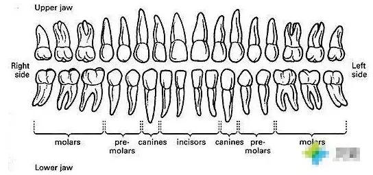 牙齿黑三角怎么补救,牙齿上的黑三角怎么改善