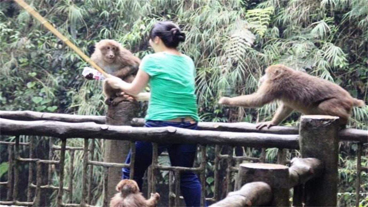 对付峨眉山猴,去峨眉山拿什么对付猴子