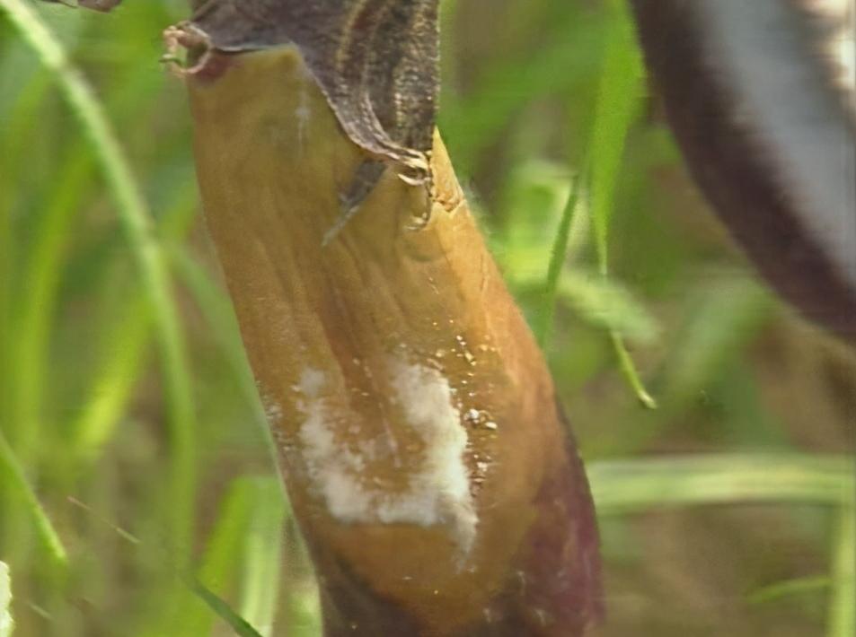 茄子白绢病,茄子白绢病怎么防治