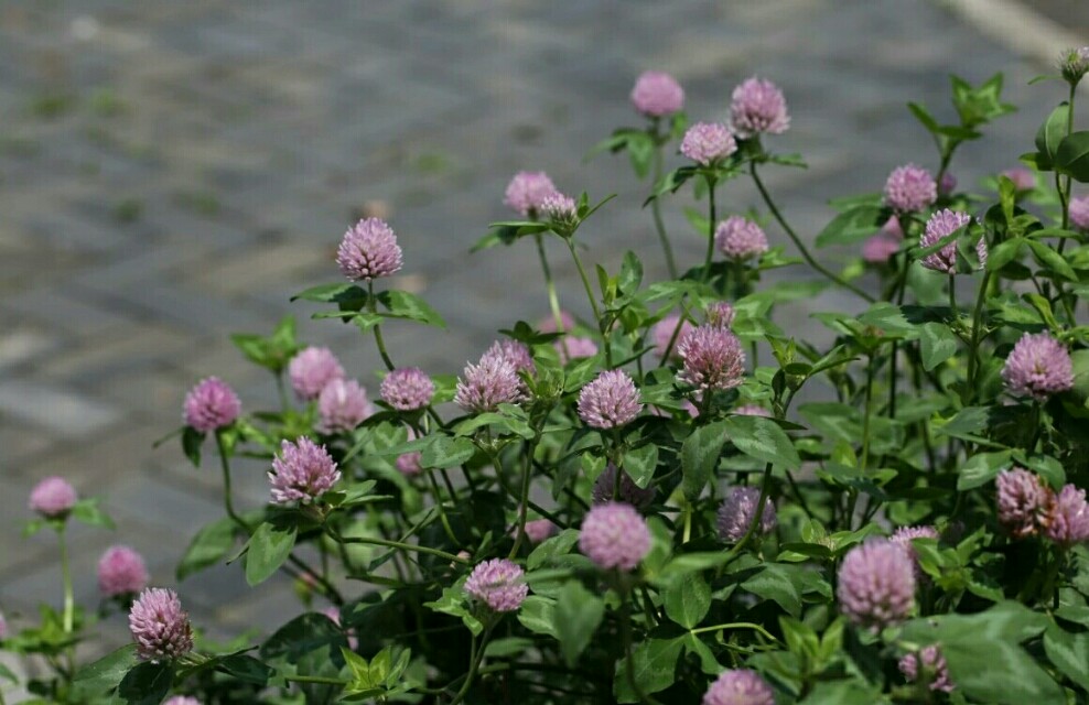 植物图鉴素材图,植物图鉴紫罗兰