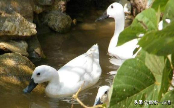 母鸡和母鸭的输精方法的区别,母鸭输精的正确方法