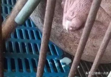 母猪流黄色粘液怎么治,怀孕母猪流白带是什么原因