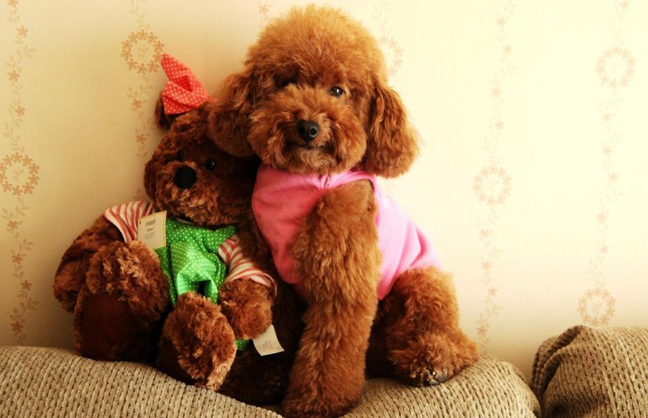 家里有小孩适合养什么小型犬,好养不吵不掉毛无异味的小型犬