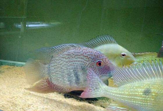 肯梅塔菠萝鱼饲养环节,如何饲养菠萝鱼