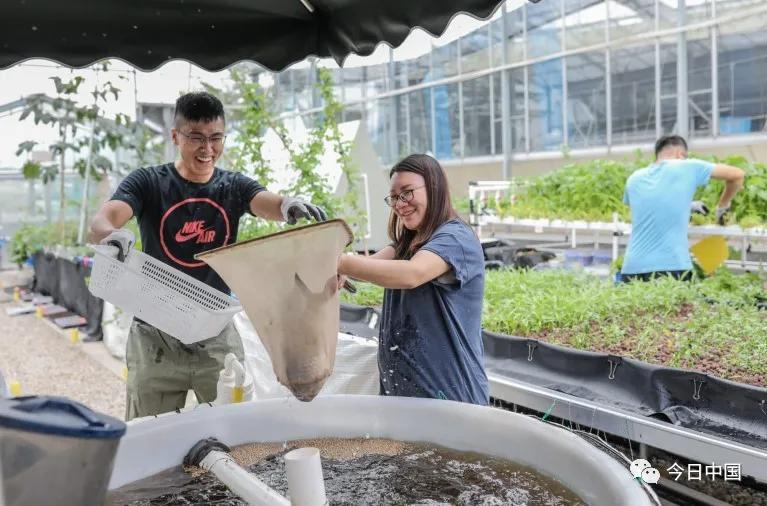 香港青年：我们在湾区种蔬菜