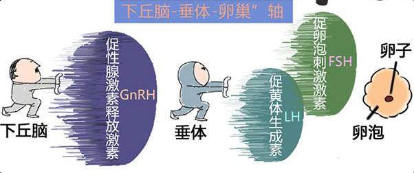 大姨妈是怎么来的视频,大姨妈是怎么来的图片