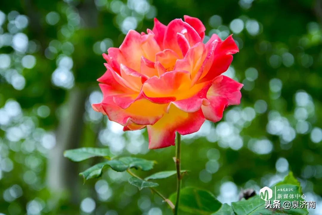 楂樻牎椋庨噰绯诲垪,楂樻牎椋庨噰灞曠ず瑙嗛