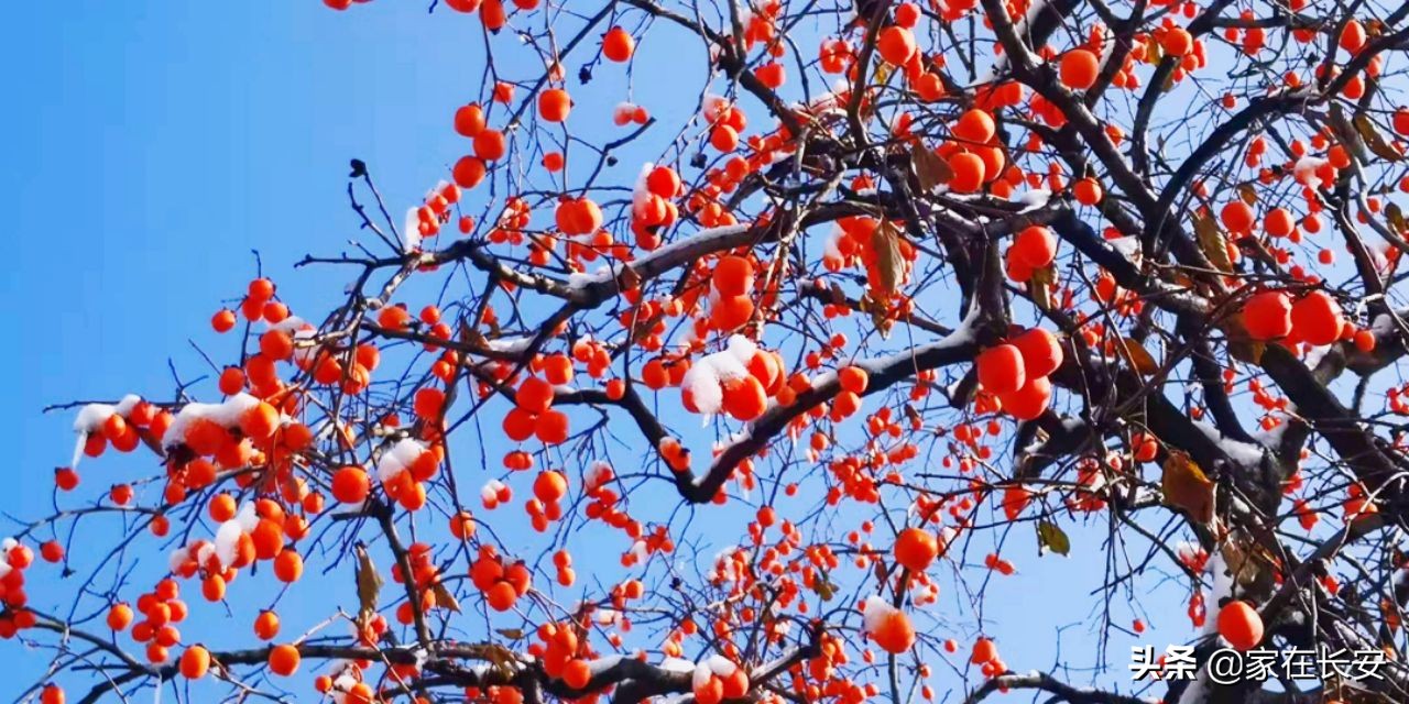 白雪柿子,秦岭草甸高山野菊花