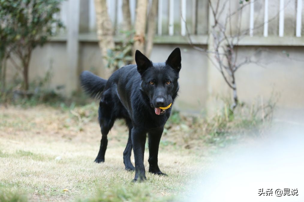 养条狗就不会孤单了,养条狗德牧