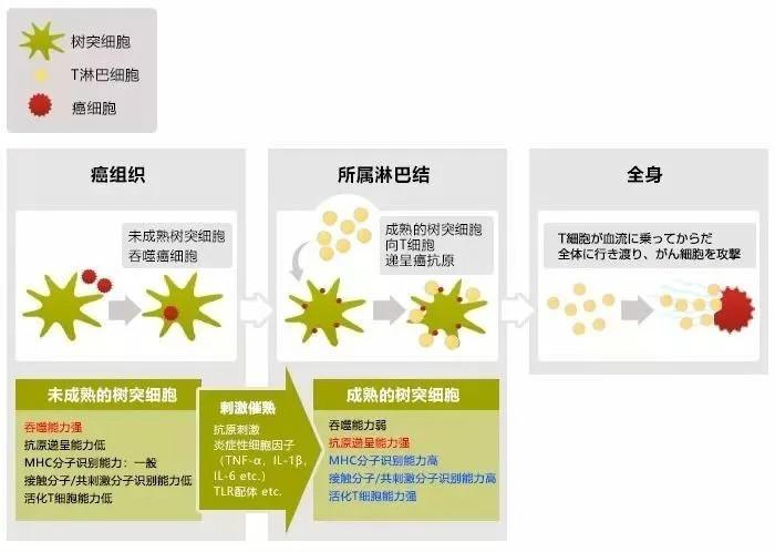 癌症将被ai攻克,癌症疫苗打破免疫耐受