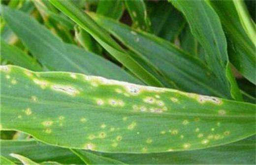 姜的种植技术与管理方法有哪些,姜的种植管理新技术