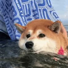 狗狗挑食只需一招,狗狗挑食不吃狗粮饿到极致