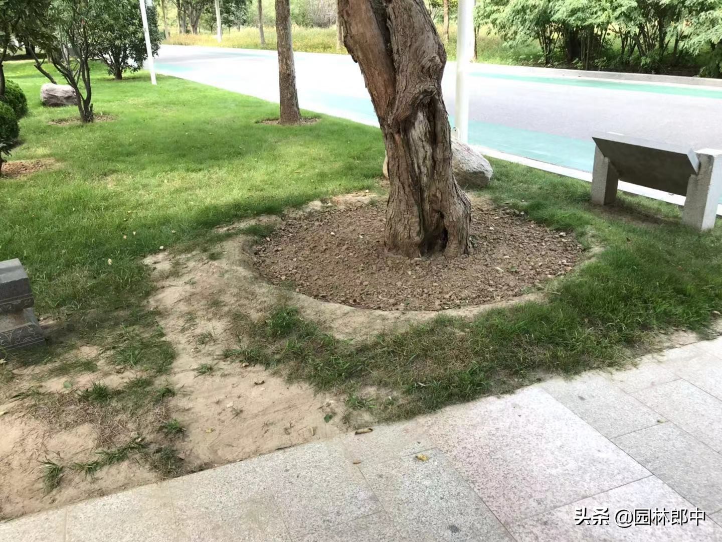 苗木冻伤了怎么补救,苗木受冷怎么补救