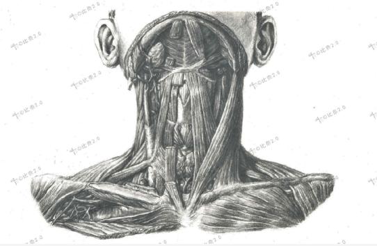 简单易画的人体解剖图,灵魂画手美术生