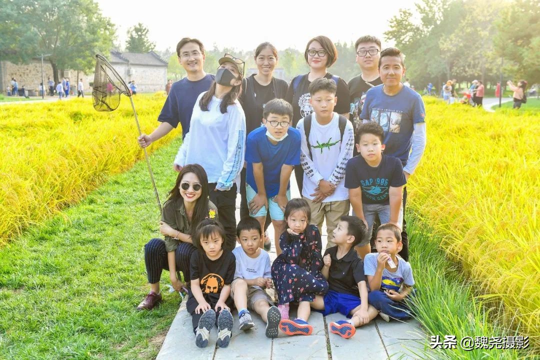 北京北坞公园里的京西稻又熟了,曾经只有皇上才能吃上这儿的大米