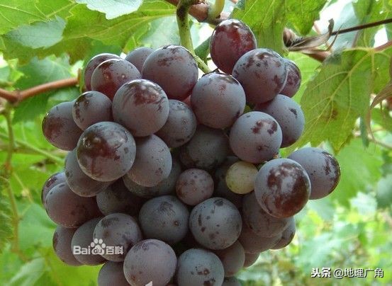 山东标志性美食图片,山东特色优质农产品目录