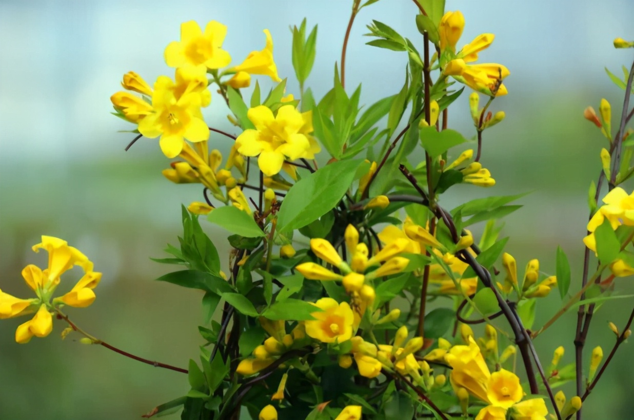 一面花墙种几个品种的藤本月季好,花墙种什么品种好