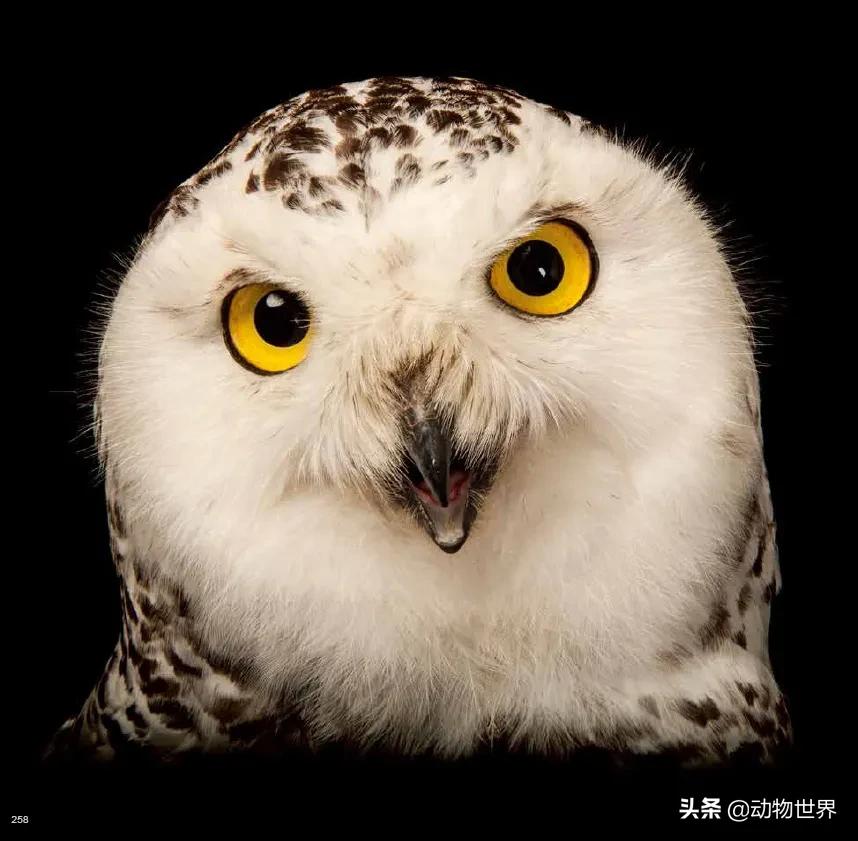 国际珍稀动物保护日-如何拯救那些正在从世界上逐渐消失的物种