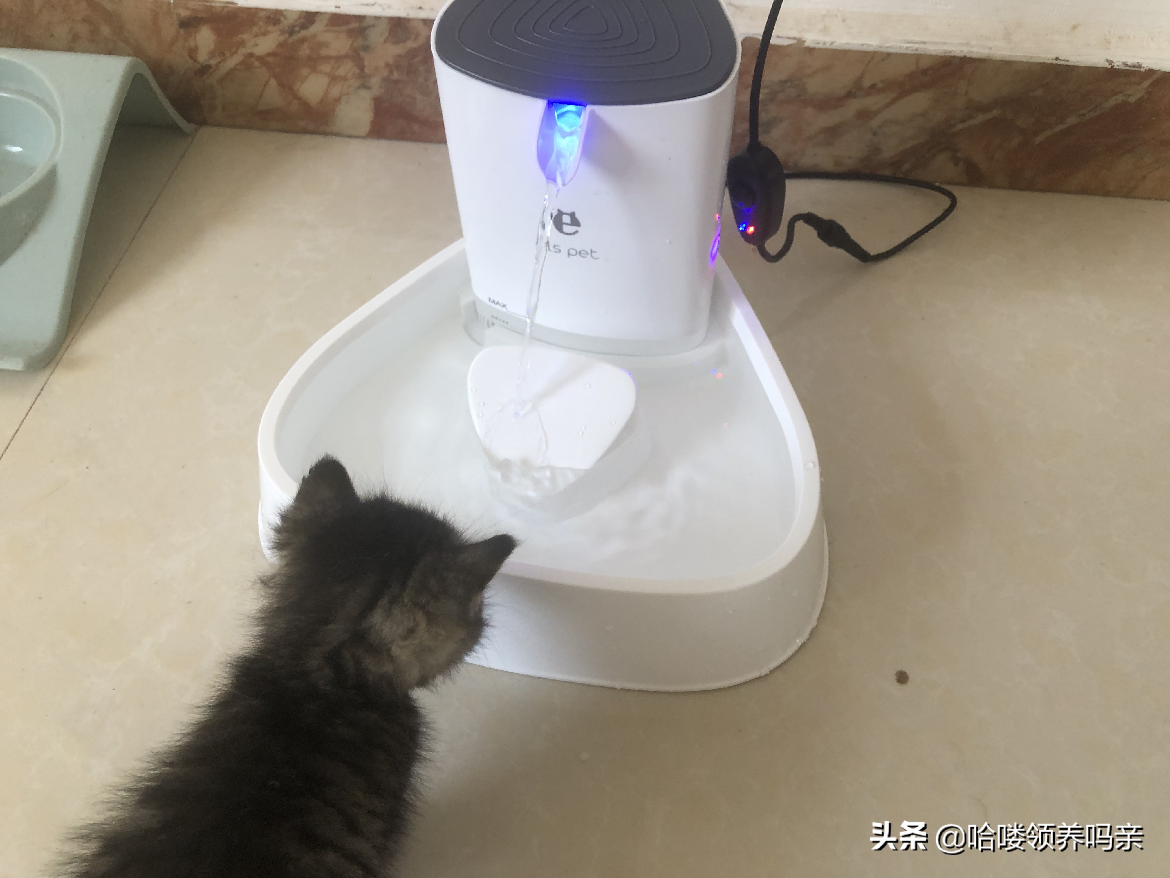 假期出门宠物怎么安置,假期宠物寄养哪里实惠