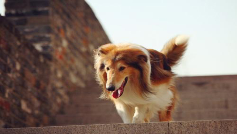 苏牧购买,哪里可以买到正宗的苏牧