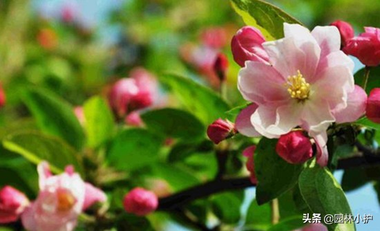 海棠花叫断肠花的故事,海棠花又名断肠花有毒吗