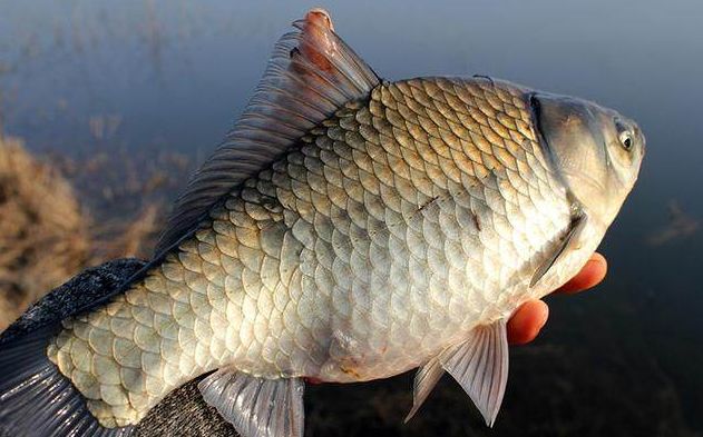 蓝鲫怎么搭比较好,蓝鲫还要加拉丝吗