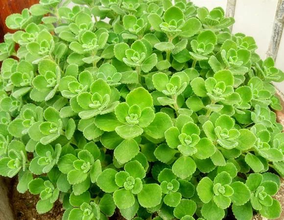 吸油烟和甲醛的植物,住新房有什么植物能去甲醛