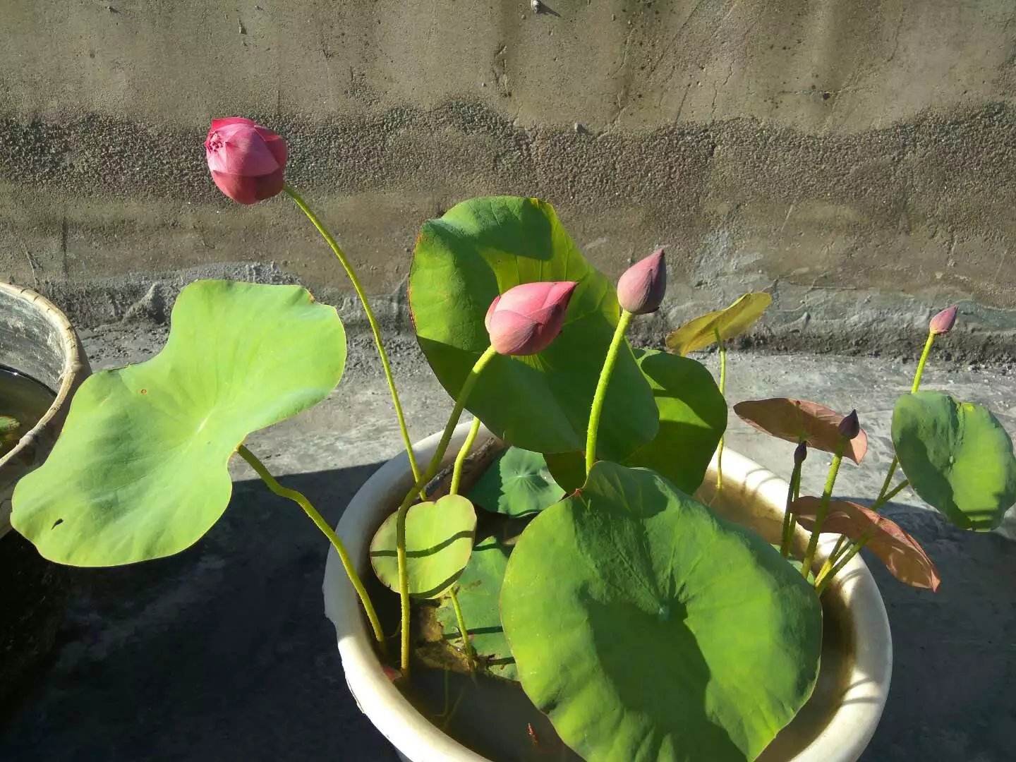 碗莲结了莲蓬怎么办？留下还是摘掉？详解碗莲结实后的养护