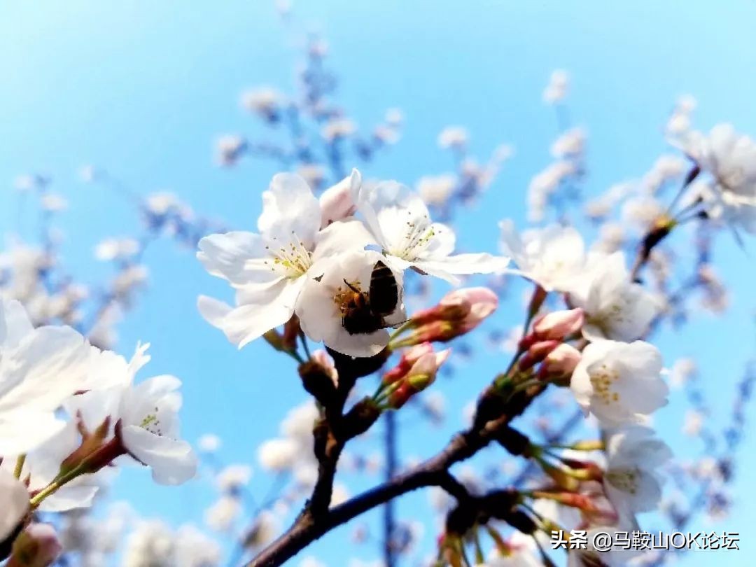 马鞍山滨江公园樱花开了吗,马鞍山雨山樱花