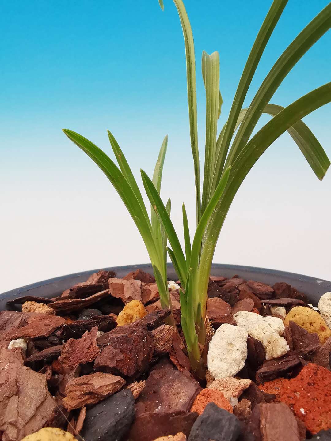 2018年5月份中国兰花交易价格如何,2023年兰花市场价格