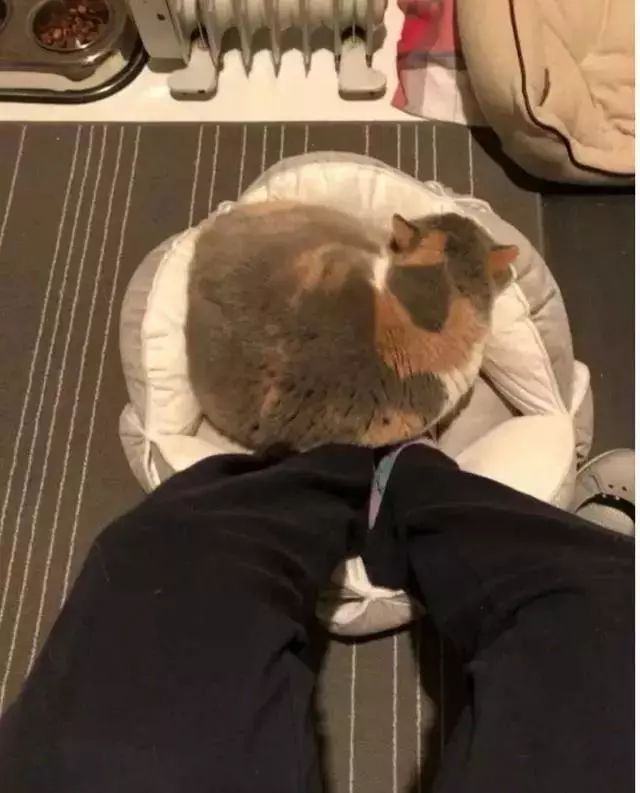 南方养猫跟北方养猫什么区别,北方养猫为什么比南方好