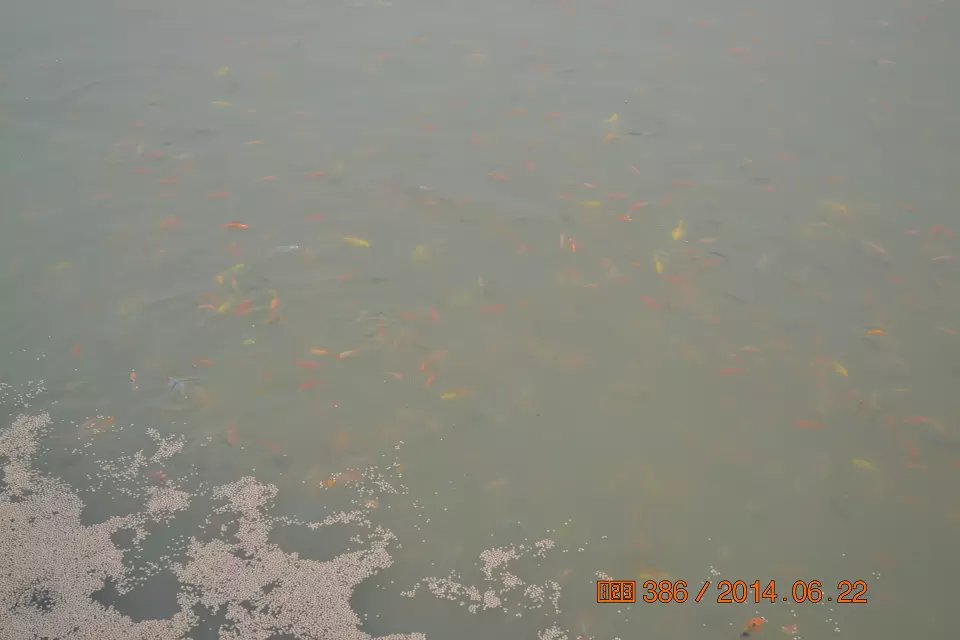 怎么判断锦鲤鱼苗是否生病了,怎么判断锦鲤是不是要产卵了