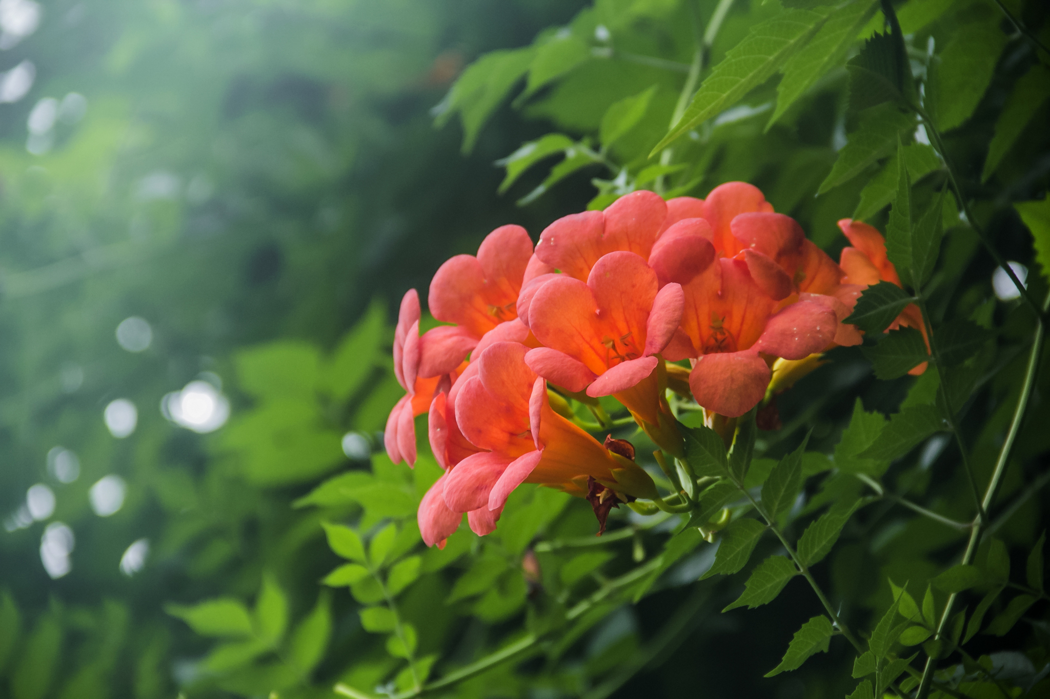 养花也要经历九九八十一难,养花的苦恼有哪些