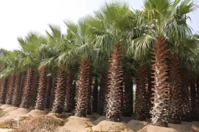 海南常见植物图解视频,海南的树木都有哪些名称