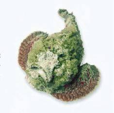 十种受欢迎的海鲜鱼类,最名贵的海鲜鱼类