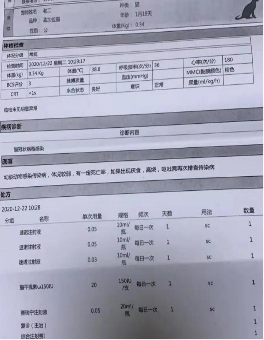 猫感染了新型冠状病毒有什么症状,猫感染新型冠状病毒会有哪些症状