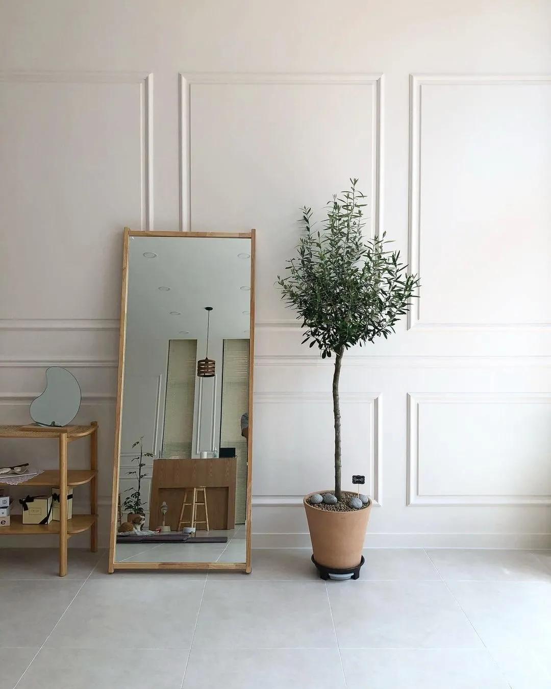 网红必备的高颜值绿植,ins风的网红绿植