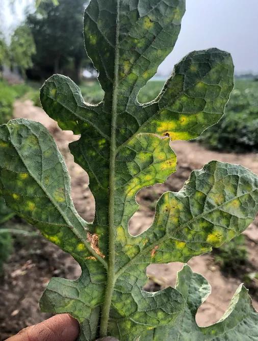 高锰酸钾是杀病毒还是杀细菌药,高锰酸钾是抗细菌还是真菌