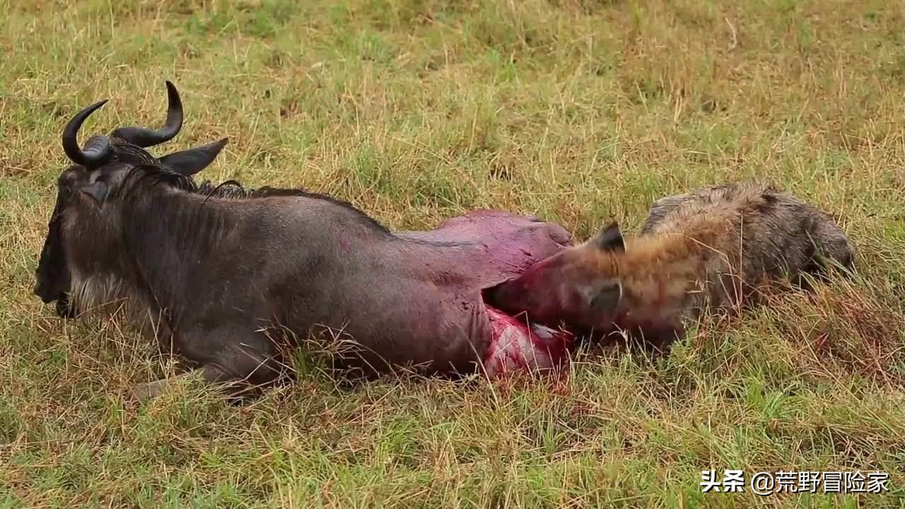 去真实的非洲大草原游猎，完全跟电视里看到的《动物世界》不同