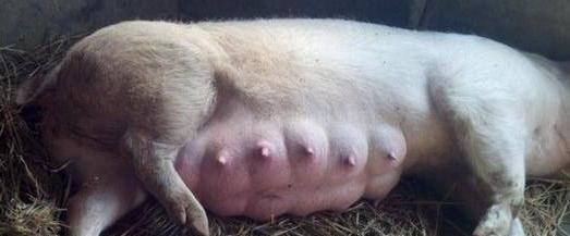 母猪产后综合征有哪些症状,母猪泌乳障碍综合征