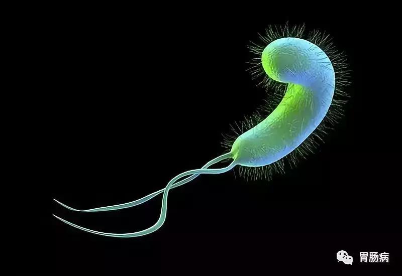 幽门螺杆菌有“好”,有“坏”?到底杀了好还是留下好?