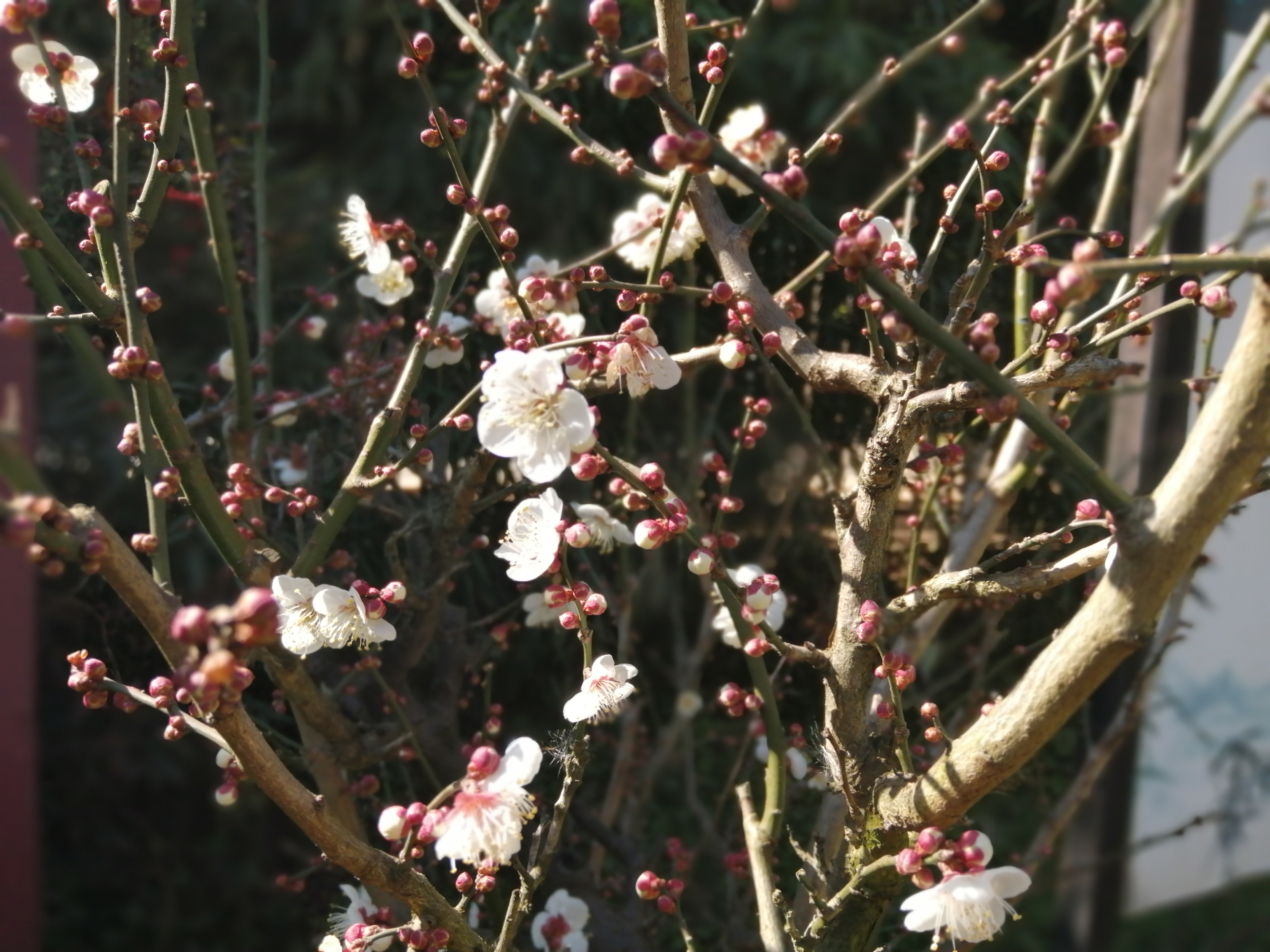 除了沐家，黑龙潭龙泉观里还有让大清总督无语的一件事、一个人