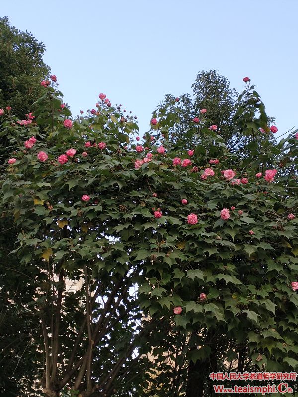 今日茶道李锡洪：良月之花木芙蓉及与木芙蓉相关的茶