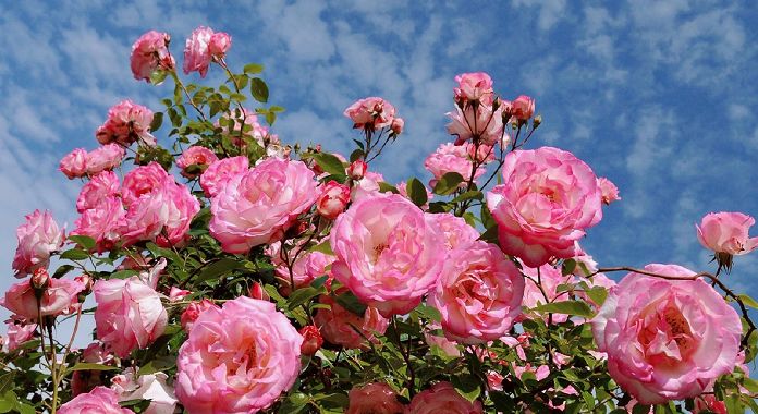 非常好用的玫瑰纯露,玫瑰纯露实用