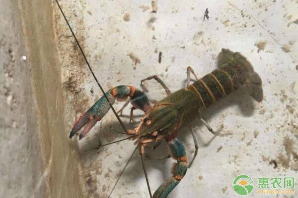 澳洲淡水龙虾稻田养殖技术,淡水龙虾澳洲品种养殖技术