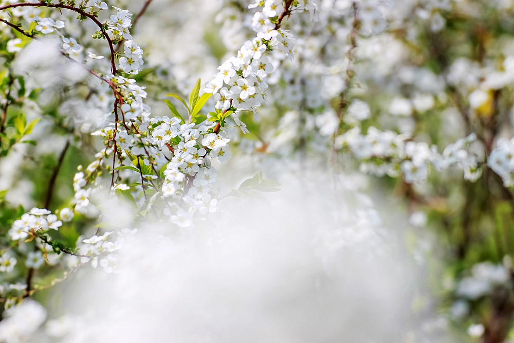 上海世博文化公园有梨花开吗,上海园林文化公园