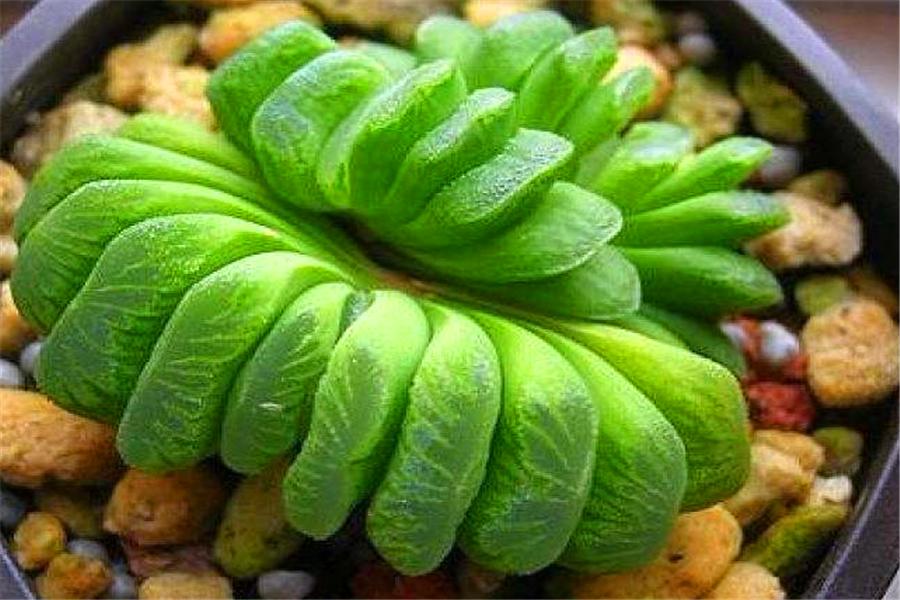 玉扇多肉适合什么盆,多肉玉扇稀有品种