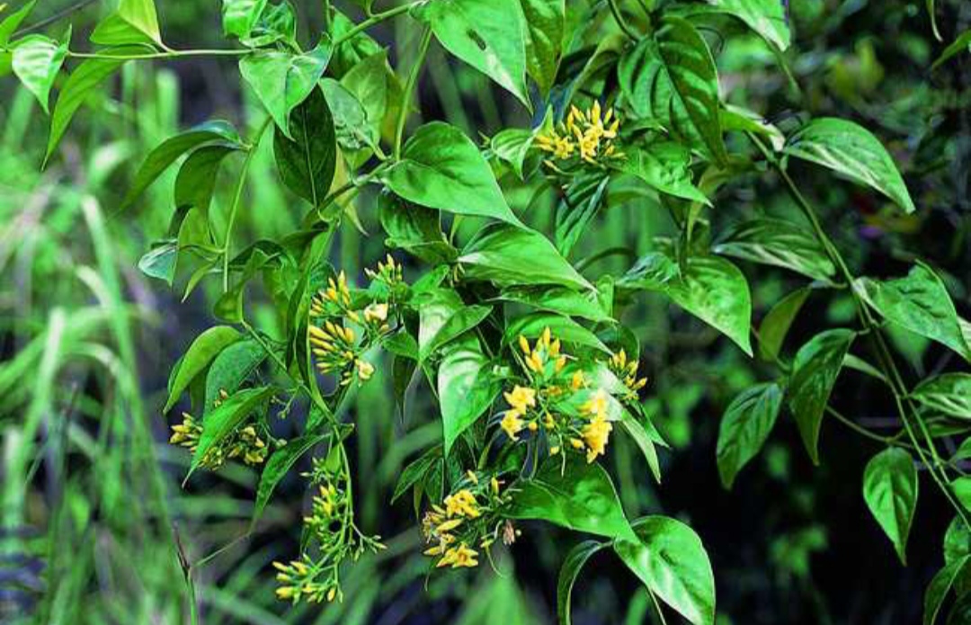 10种最毒花卉,20种大毒花